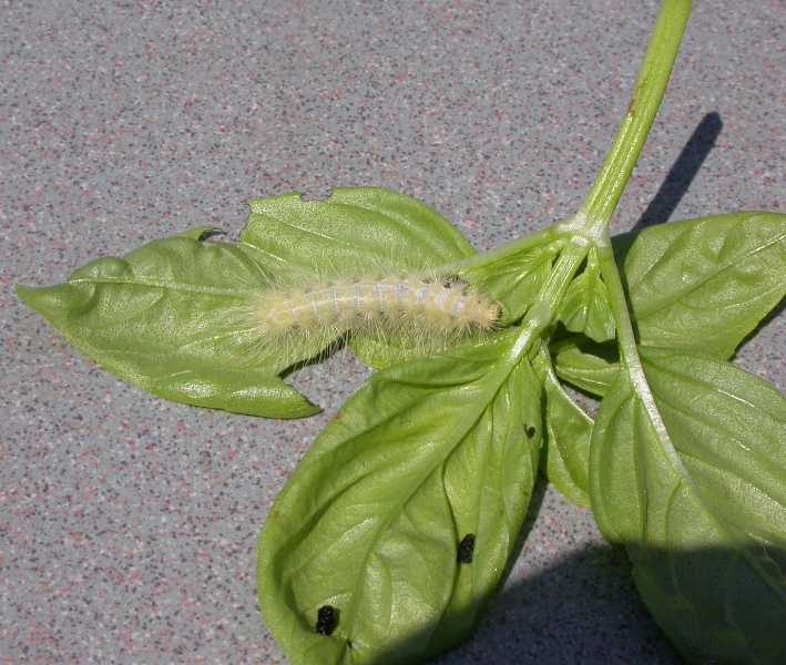Caterpillars Surface feeders